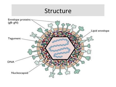 hermes virus|disease caused by herpes virus.